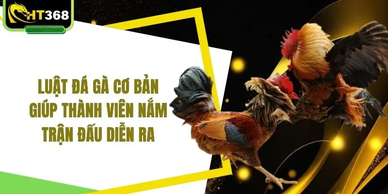 Luật đá gà cơ bản giúp thành viên nắm trận đấu diễn ra